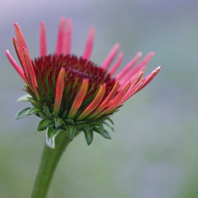 Natur Knospen Beeren 087