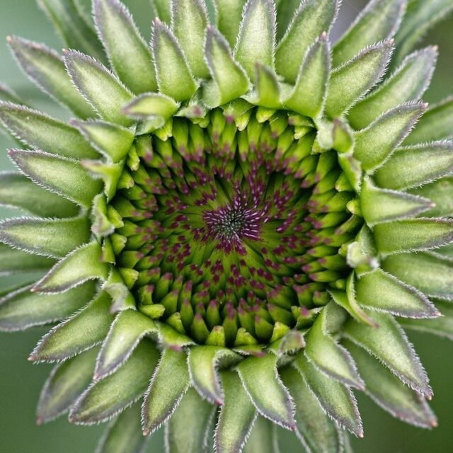 Natur Knospen Beeren 089