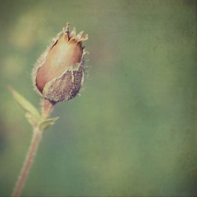 Natur Knospen Beeren 090