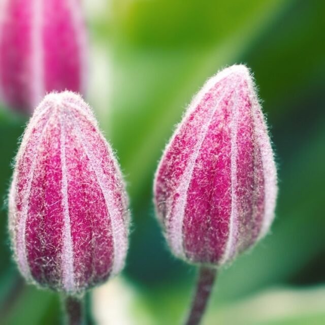 Natur Knospen Beeren 091