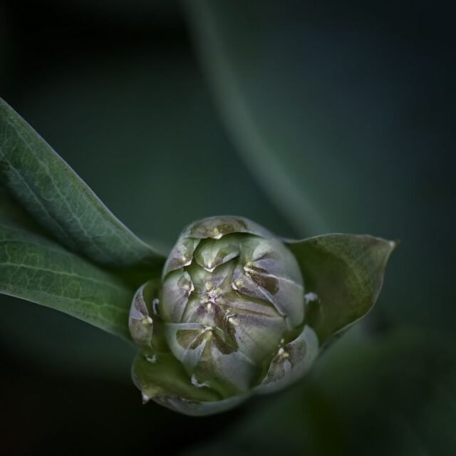 Natur Knospen Beeren 094