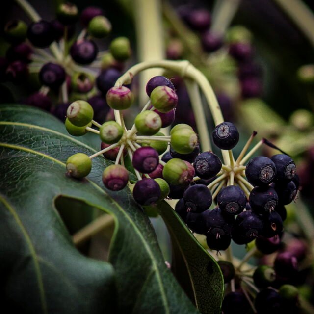 Natur Knospen Beeren 095
