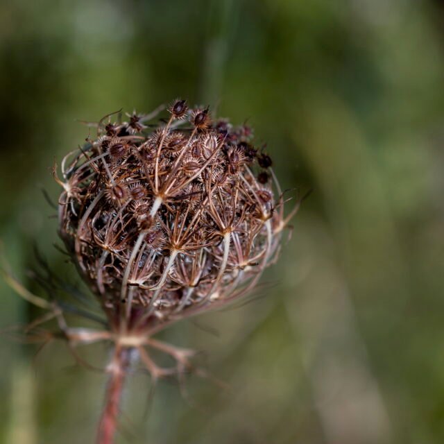 Natur Knospen Beeren 097
