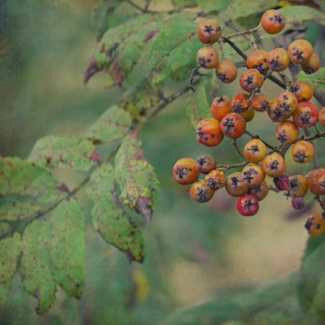 Natur Knospen Beeren 099