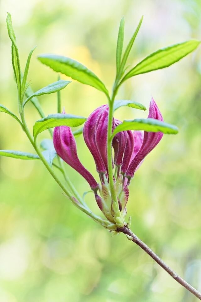 Natur Knospen Beeren 102