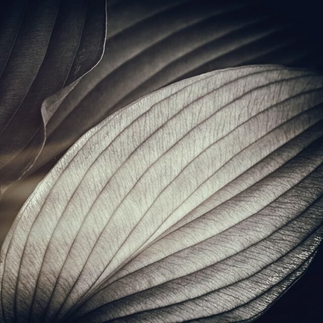 Natur Schwarz Weiss 01