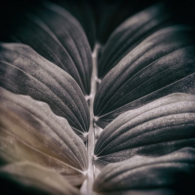 Natur Schwarz Weiss 05
