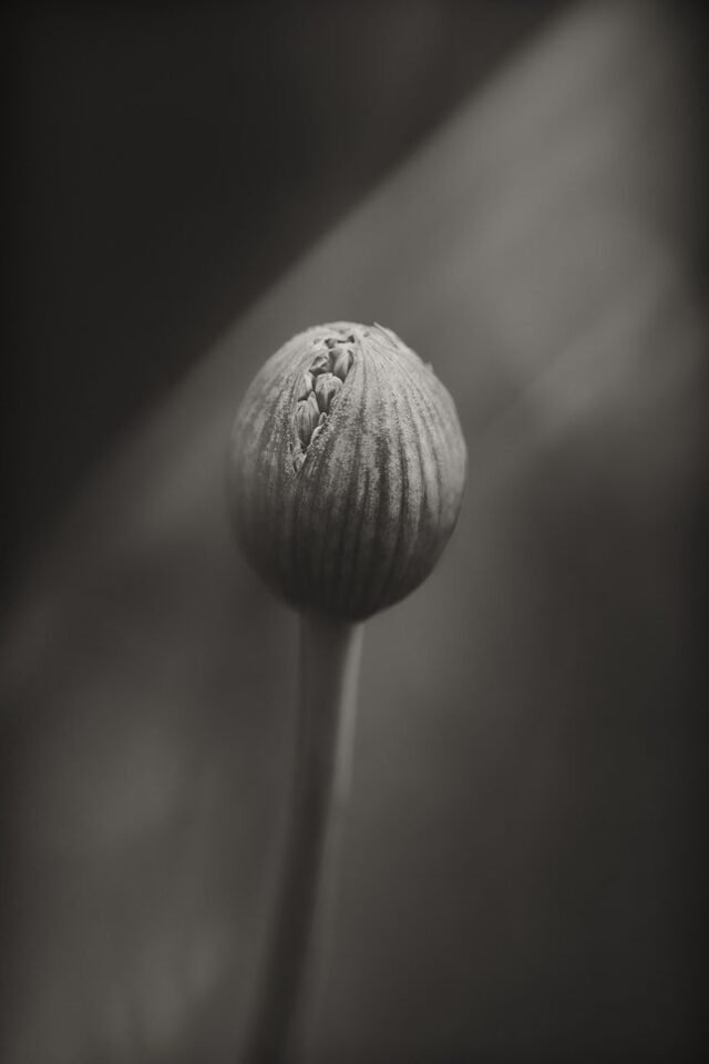 Natur Schwarz Weiss 06