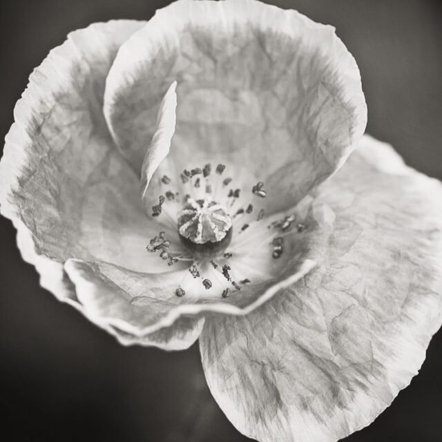 Natur Schwarz Weiss 07
