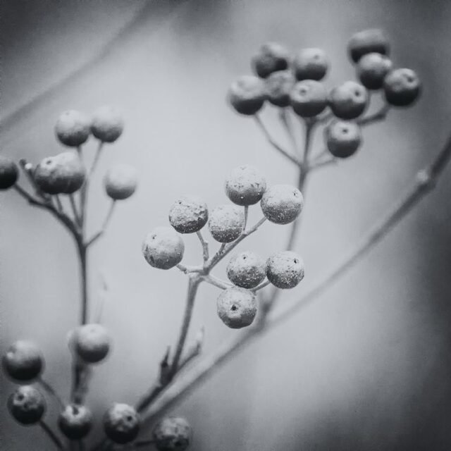 Natur Schwarz Weiss 08