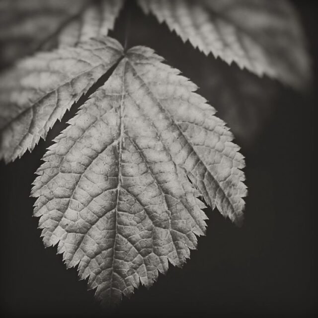 Natur Schwarz Weiss 09