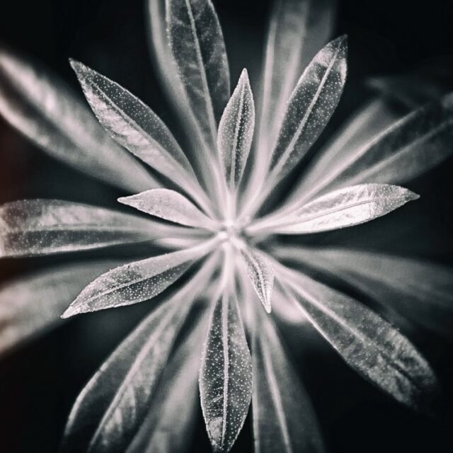 Natur Schwarz Weiss 10