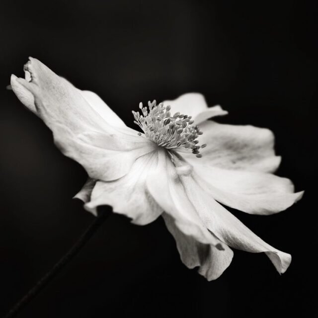 Natur Schwarz Weiss 12