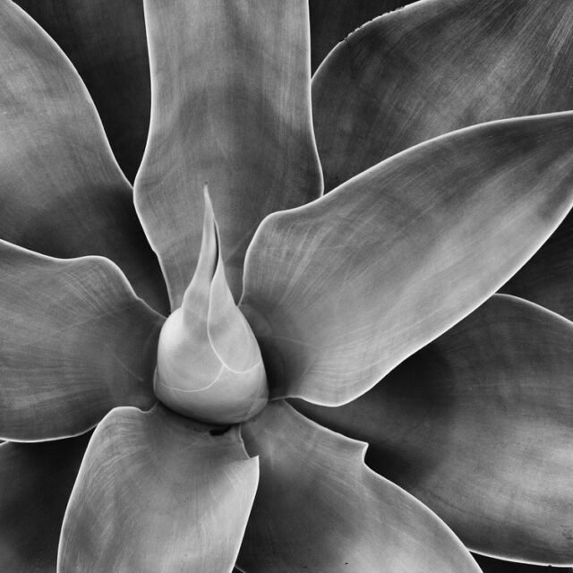 Natur Schwarz Weiss 14