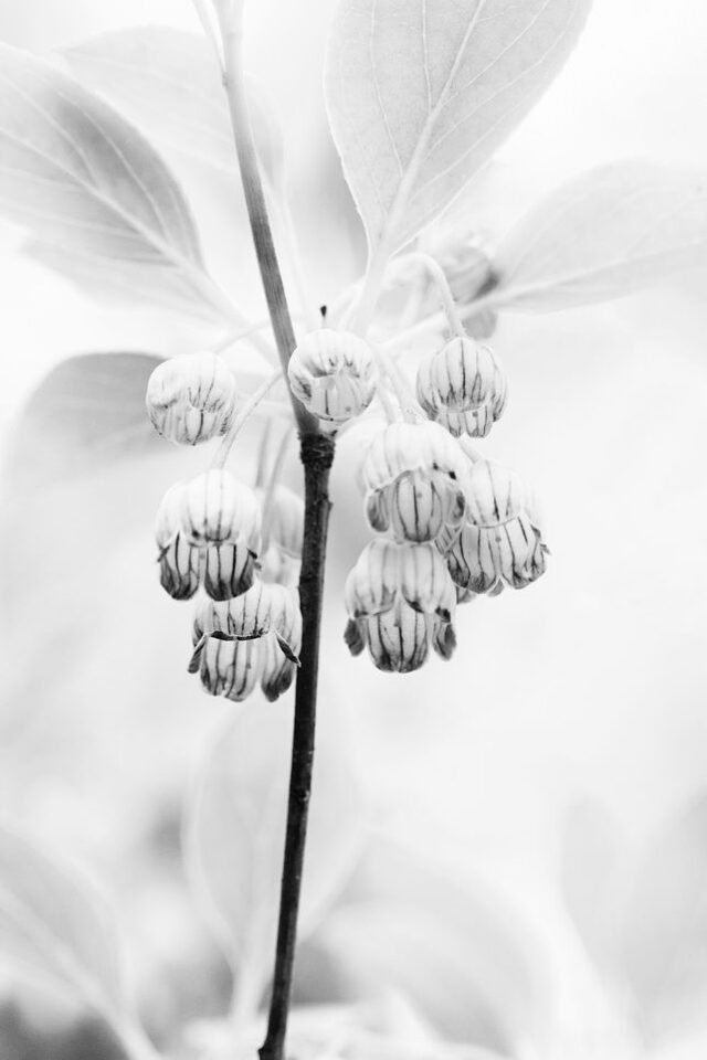 Natur Schwarz Weiss 15