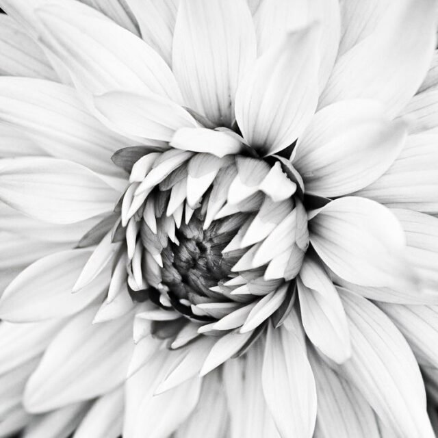 Natur Schwarz Weiss 16
