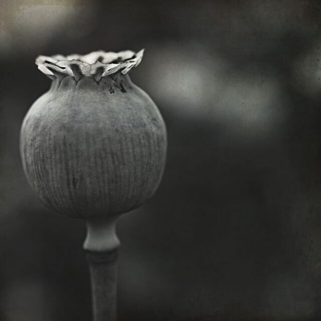 Natur Schwarz Weiss 18