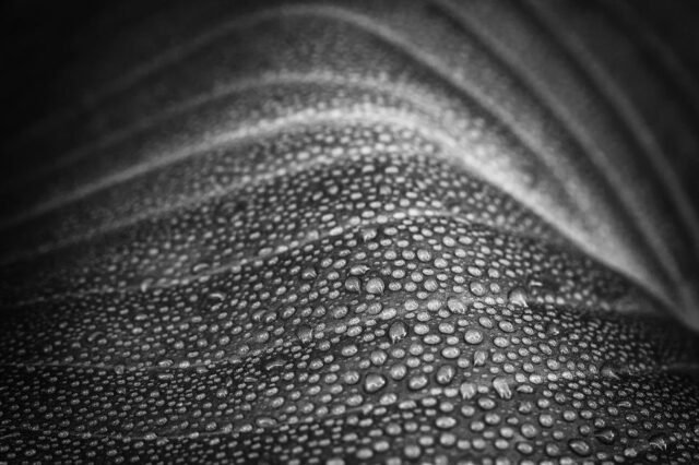 Natur Schwarz Weiss 19