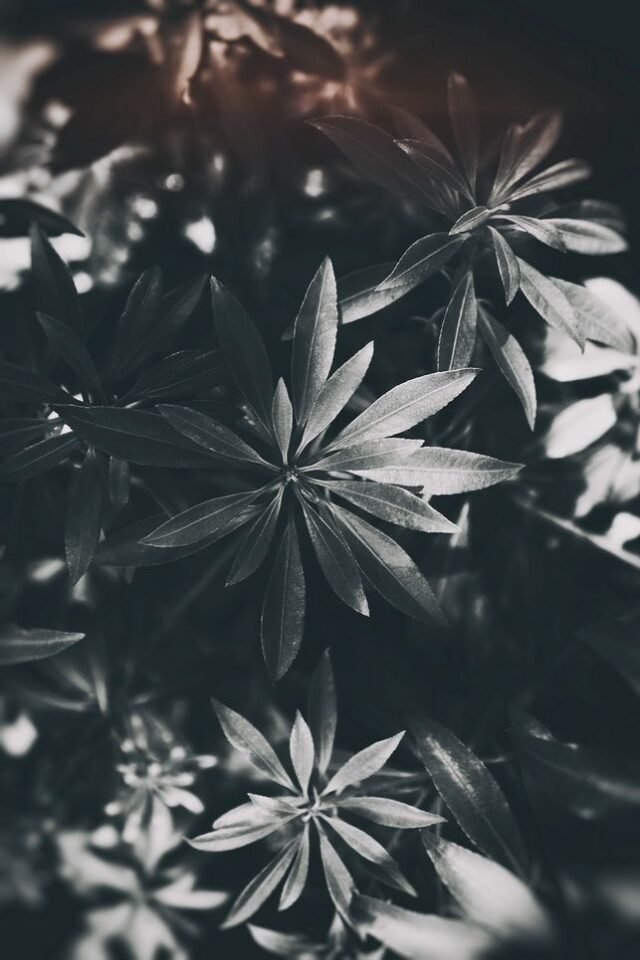 Natur Schwarz Weiss 20