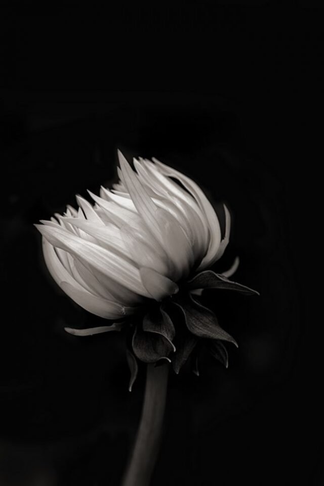 Natur Schwarz Weiss 21