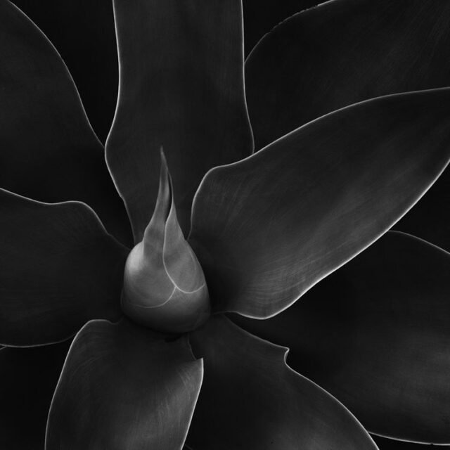 Natur Schwarz Weiss 23