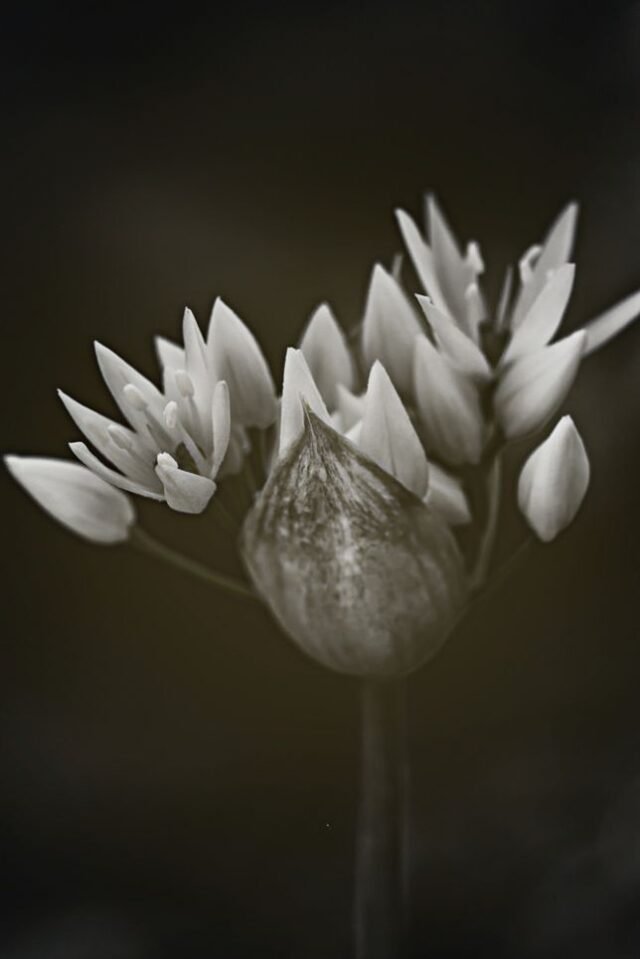 Natur Schwarz Weiss 28