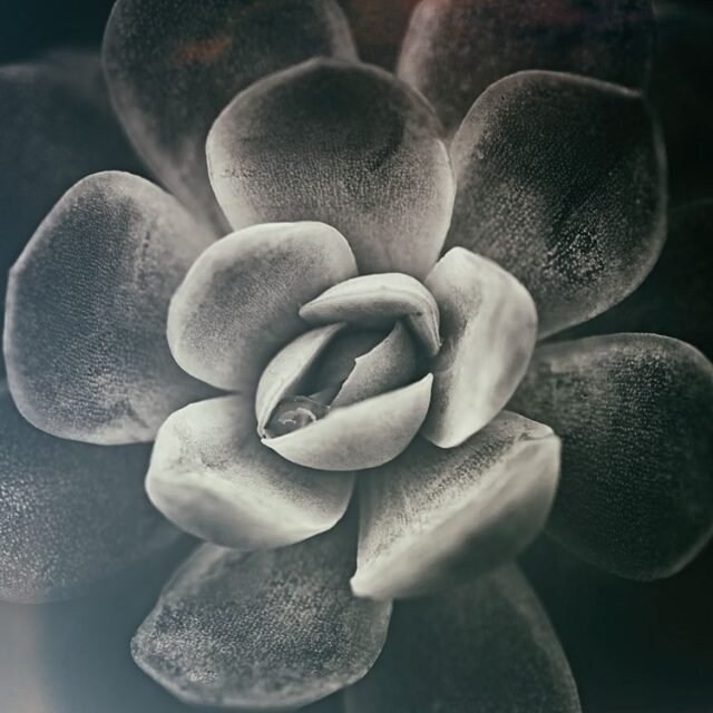 Natur Schwarz Weiss 30