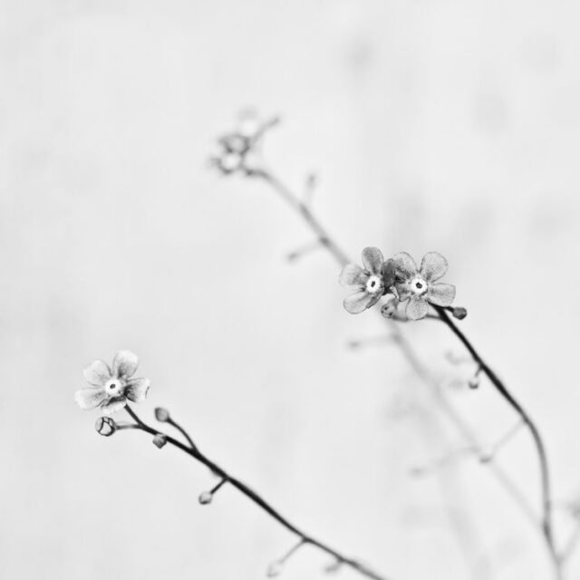 Natur Schwarz Weiss 31