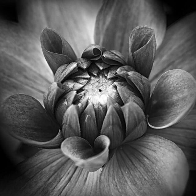 Natur Schwarz Weiss 32