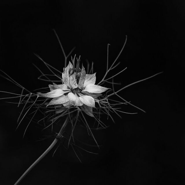 Natur Schwarz Weiss 33