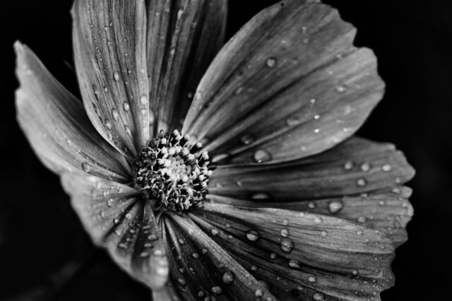 Natur Schwarz Weiss 34