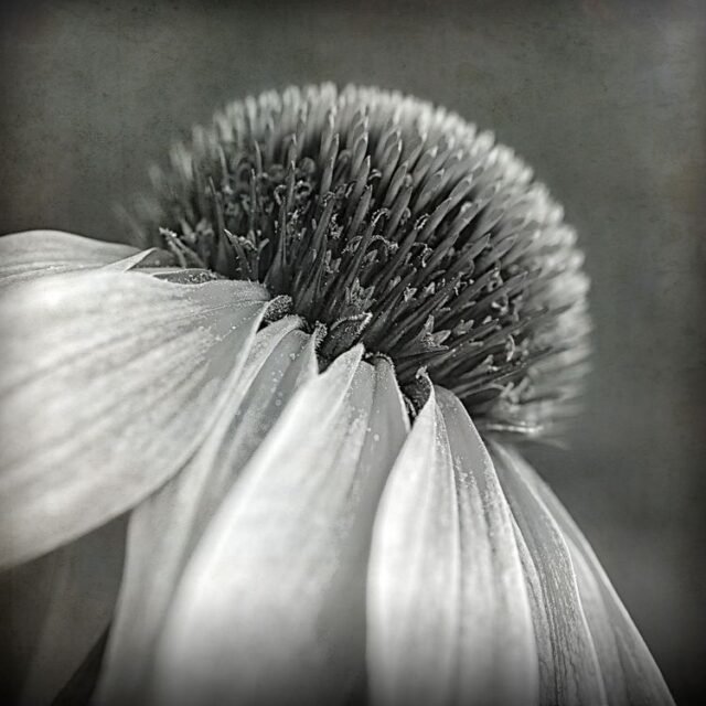 Natur Schwarz Weiss 35