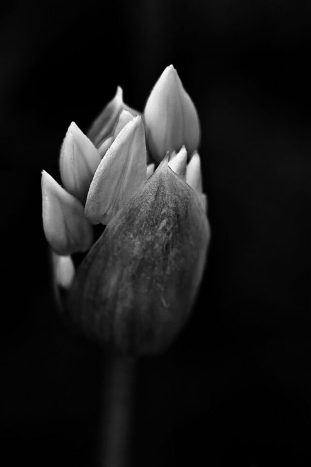 Natur Schwarz Weiss 36