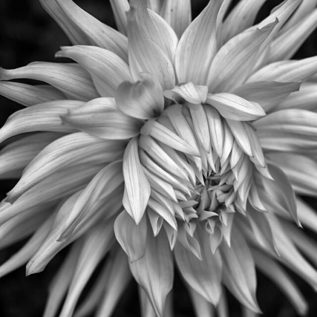 Natur Schwarz Weiss 37