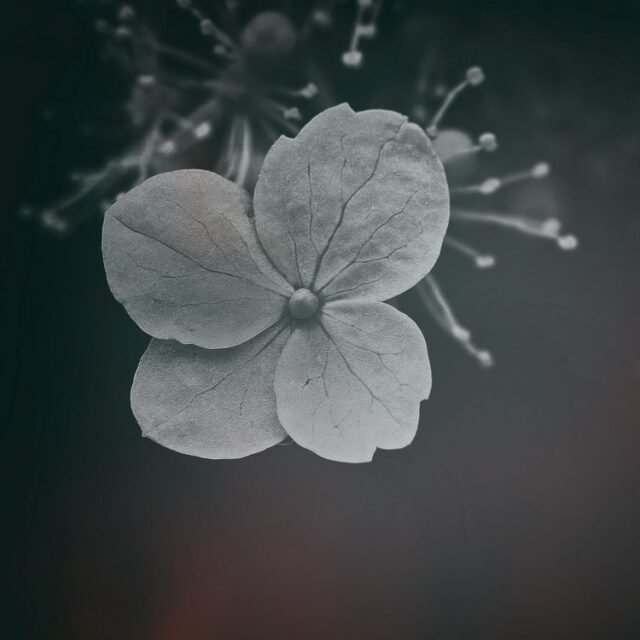 Natur Schwarz Weiss 38
