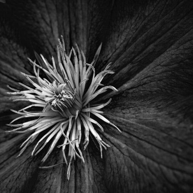 Natur Schwarz Weiss 39