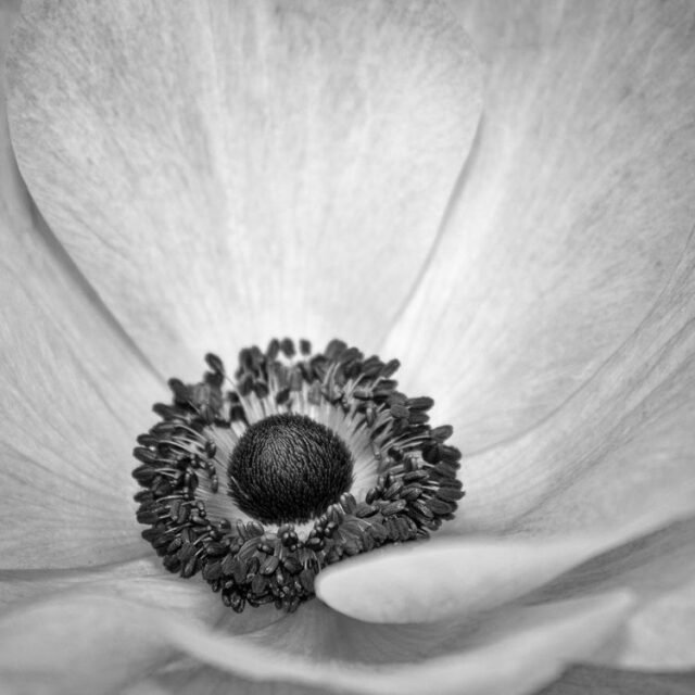 Natur Schwarz Weiss 40