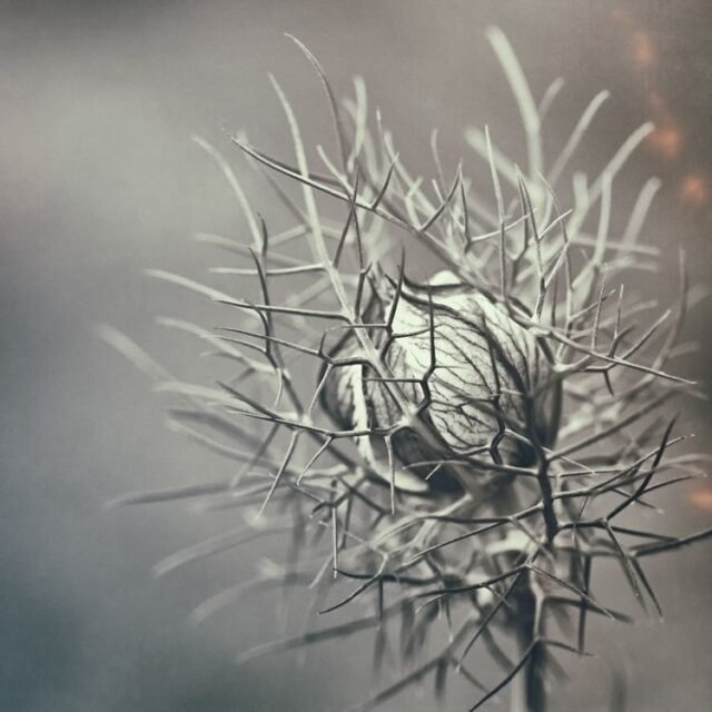 Natur Schwarz Weiss 42