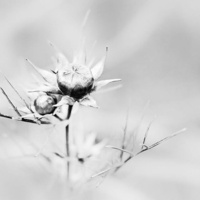 Natur Schwarz Weiss 43
