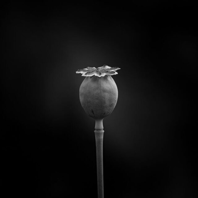Natur Schwarz Weiss 44