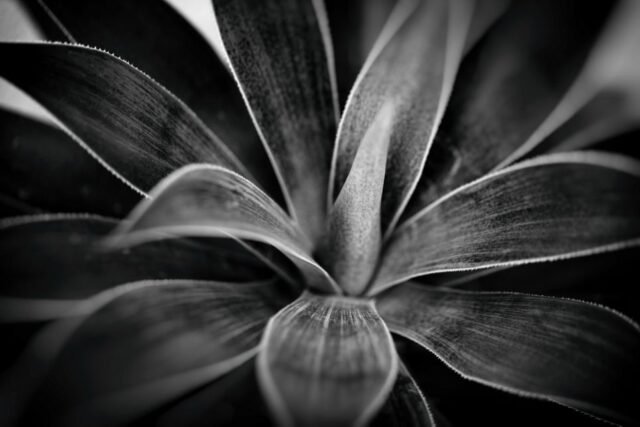Natur Schwarz Weiss 45