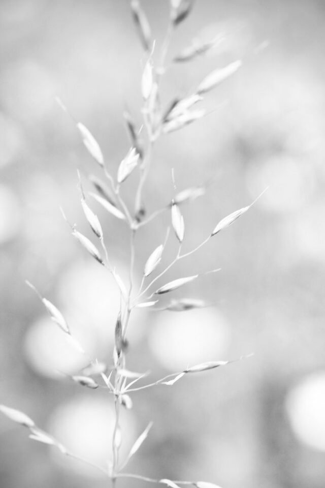 Natur Schwarz Weiss 46