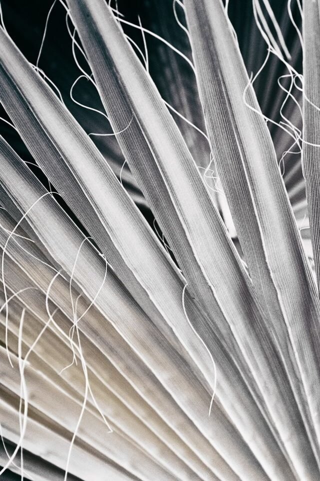 Natur Schwarz Weiss 47