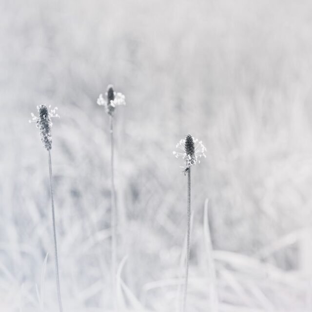 Natur Schwarz Weiss 48