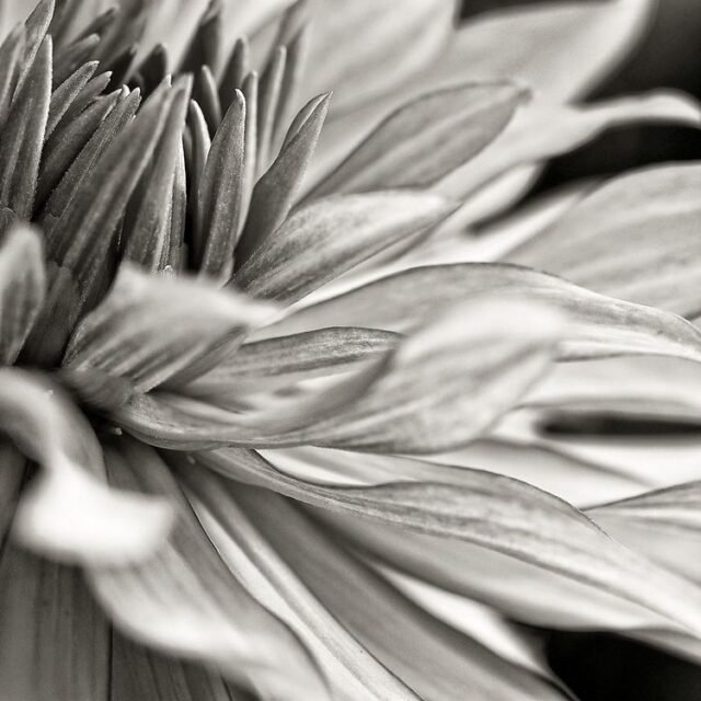 Natur Schwarz Weiss 49