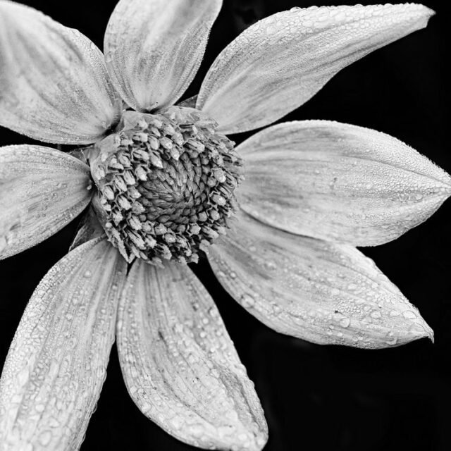 Natur Schwarz Weiss 50