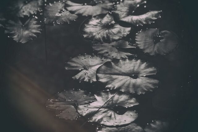 Natur Schwarz Weiss 51