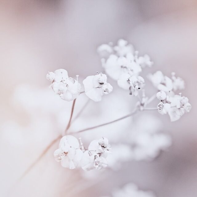 Natur Schwarz Weiss 52