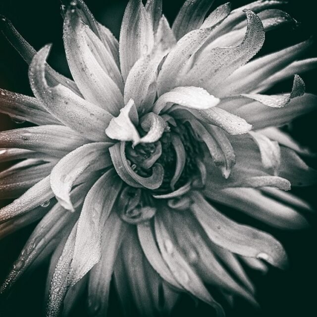 Natur Schwarz Weiss 53