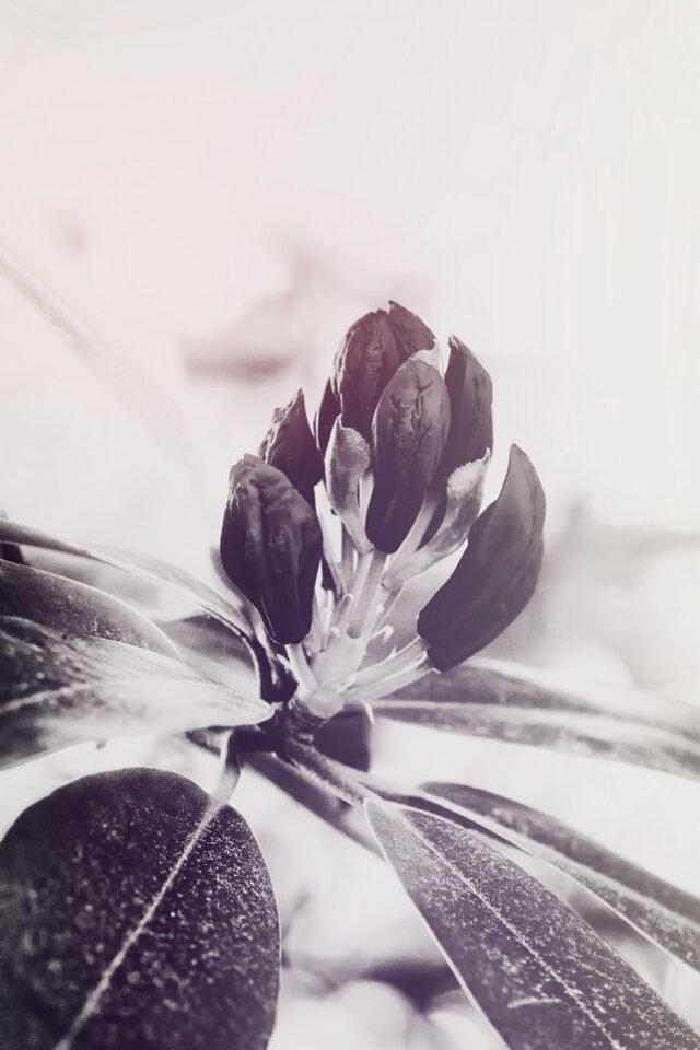 Natur Schwarz Weiss 56